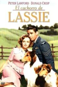 El cachorro de Lassie (El hijo de Lassie)